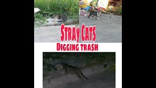 Stray Cats Digging Food from Trash