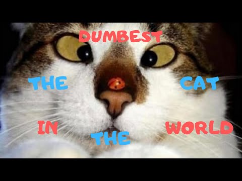 the dumbest cat in the world