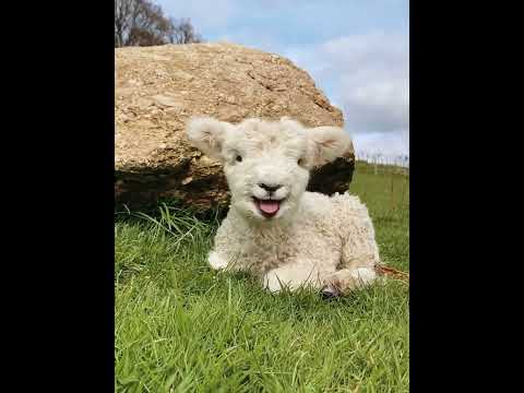 The little lamb is really cute #babylamb #cuteanimal #animals #lambs #cutefarmanimal #cute