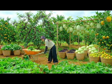 Relax With Harvest: Cantaloupe, Mulberries, Oranges, Sugarcane, Young Bananas, Noni, Pink Mangoes...