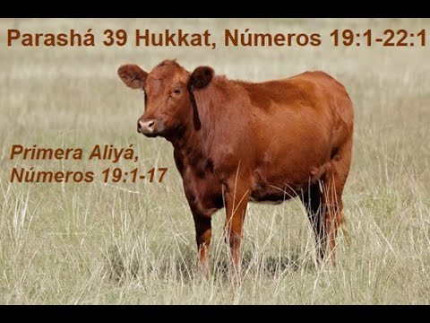 EBarraza Parasha 39 Hukkat Primera Aliya Numeros 19v1 a v17