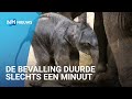 Heel grote beschuit met muisjes: Olifantje geboren bij Artis