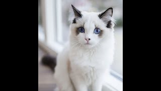 EXCRECIÓN EN ANIMALES - EXCRECIÓN EN  VERTEBRADOS E INVERTEBRADOS - OSMORREGULACIÓN EN PECES