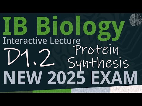 IB Biology D1.2 - Protein Synthesis [SL/HL] - Interactive Lecture 2025-2033