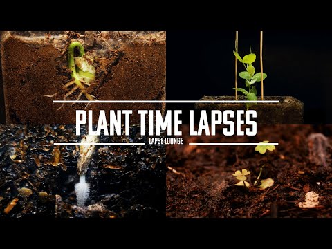 34 Minutes of Plants Growing Time Lapse Compilation 2! Classical Music Relax