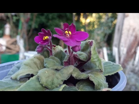 Saintpaulia ionantha (violetta africana)