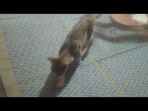 Mera pyaar billu❤️