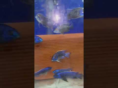 Piscicultura Bianco, Paicandu PR