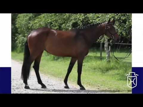 Holsteiner Stute "Daphne" von Canto - Carolus - Exorbitant xx