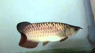 HB180312 wmv   YouTube