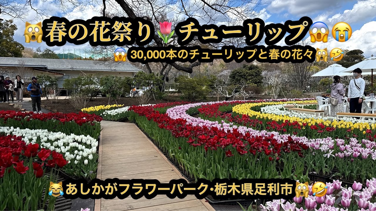 【プレミア】【４ｋ】🙀春の花祭り・チューリップ・30,000本のチューリップ😱栃木県足利市（28m07s）（4/2誕生日記念プレミア）🤣BGM:#riokazumiのピアノ語り
