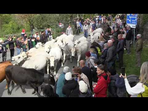 TRANSUMANZA   2025   San  STEFANO  d ' AVETO  (GE)  ""F""