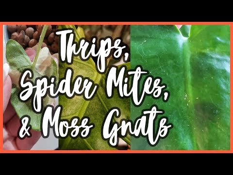 How I Beat Thrips, Spider Mites, & Moss Gnats