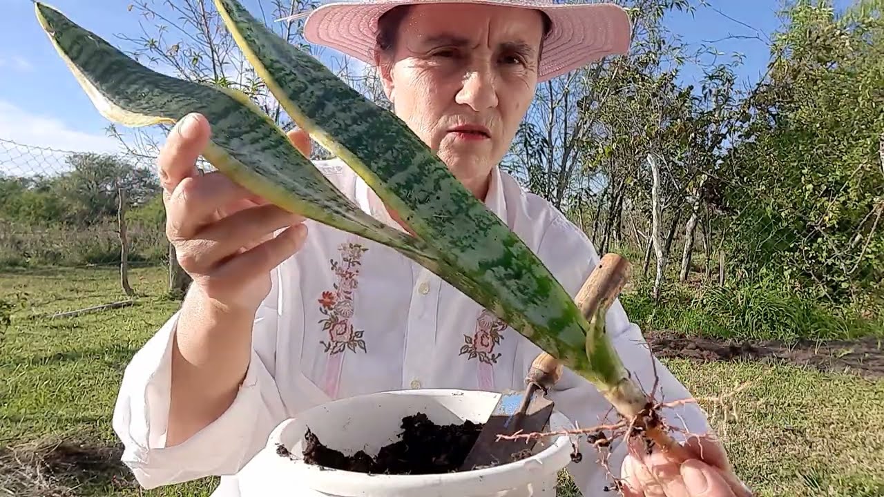 COMO plantar SANSEVIERIA en MACETA , CUIDADOS, REPRODUCCION ,donde colocarlas /lengua de suegra/
