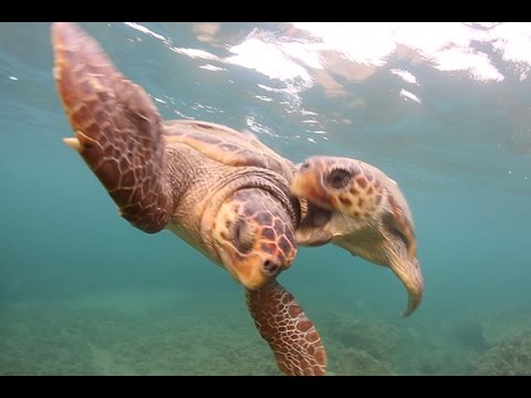 In-water behaviour of the loggerhead sea turtle