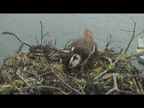 Dory & her 3 eggs | Hog Island Audubon Nest Highlights