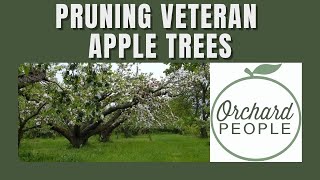 OLD APPLE TREE PRUNING with Orchard Educator Bob Lever 🌳🍎🍏