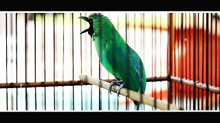 Download lagu Test Pancingan Video Cucak Ijo Gacor iNi Untuk Gacoan Anda mp3 Download lagu Test Pancingan Video Cucak Ijo Gacor iNi Untuk Gacoan Anda mp3