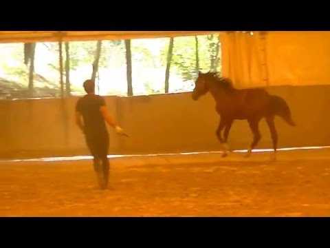 **2 yo stallion Kannan x Lux Z X Burgraaf x Fedor** first jumping