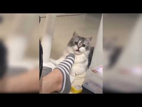 Cats Video Funn with Cats @Osama