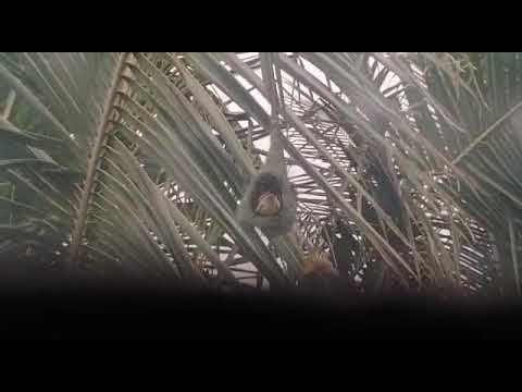 Baya  pakashi 🐤🐤🐤🐤🐤🐥🐥🐥🐥🐥🐥🐥🐥🐥🐥🐥🐥🐥🐥🐤🐤🐤🐤🐤🐤🐤🐤🐤🐤