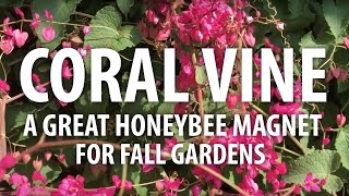 Coral Vine - A Great Honeybee Magnet For Fall Gardens - The Dirt Doctor