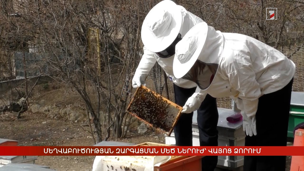 Մեղվաբուծության զարգացման մեծ ներուժ՝ Վայոց ձորում