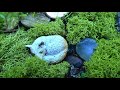 Faerie Garden featuring ambient music Beneficial