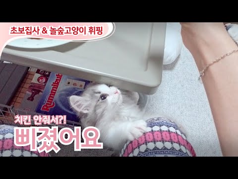 치킨 안줘서 단단히 삐진 고양이