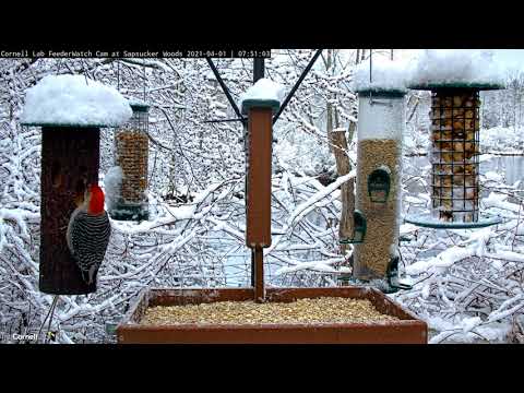 Birds Flock To Cornell Feeders After Beautiful Snowfall – April 1, 2021