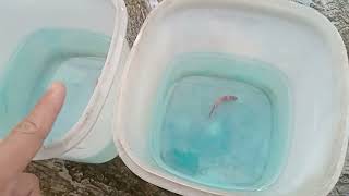 Download lagu ikan cupang tidak mau ngedok/stress ||hobi ikan cupang 2022 mp3