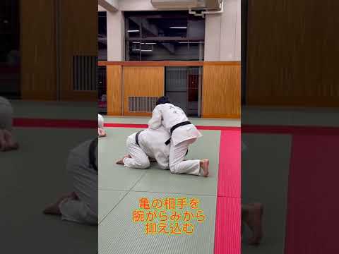 【JUDO 柔道】亀の相手から腕がらみから抑え込み