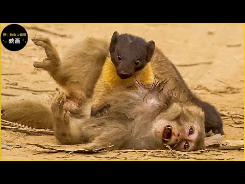 最も絶滅の危機に瀕しているサル - 絶滅の危機に瀕している他のサル