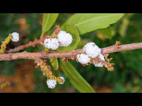 Candleberry - Northern Bayberry (Myrica pensylvanica) makes aromatic candles