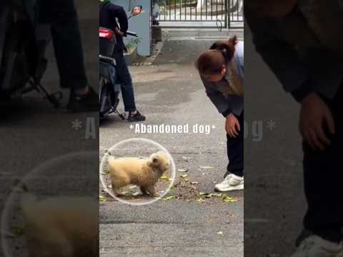 🐕Save this poor puppy by like this video ❤️‍🩹