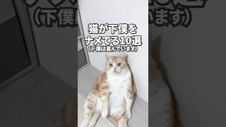 猫が下僕をナメてる🤣 #猫 #ねこ #猫動画 #ねこ動画 #猫好きさんと繋がりたい #猫あるある #猫のいる暮らし #可愛い猫 #pov  #vlog