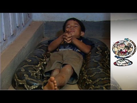The Cambodian Boy Who Sleeps with a Python Video