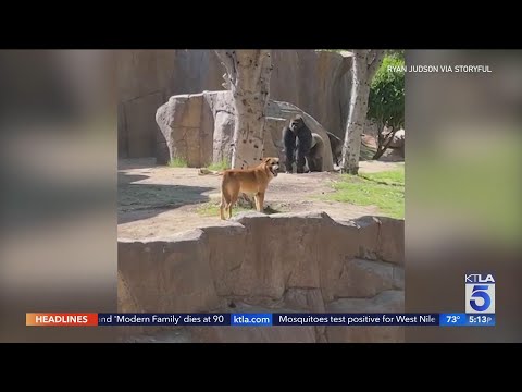 Stray dog wanders into gorilla habitat at San Diego Zoo Safari Park