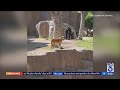 Stray Dog Wanders Into Gorilla Habitat At San Diego Zoo Safari Park