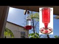 Avoiding Problems with Hummingbird Feeders 🐦