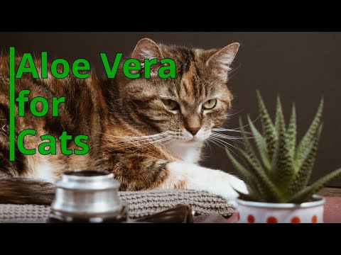 YouTube video about: Are aloe vera wipes safe for cats?