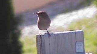 House Wren Sings the song of the day