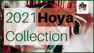 Hoya Collection 2021, A Tour Of My Hoyas, Treating Pests On My Hoyas, Hoyas In Leca