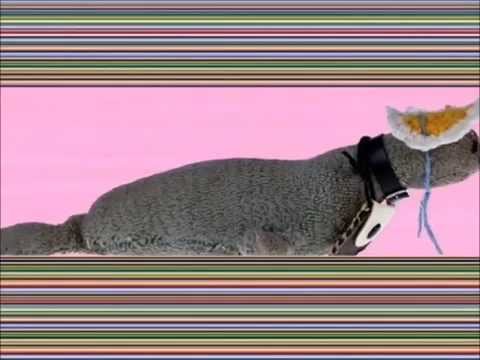 Klisi the Real Seal Goodbye