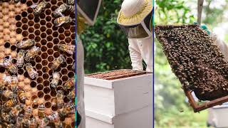 Dole The Dole Way: Growing a Better Tomorrow