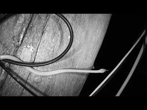 Djuma: Snake on the cam tree-can you identify it? - 23:54 - 04/17/2023