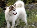 Canadian Eskimo Dogs 