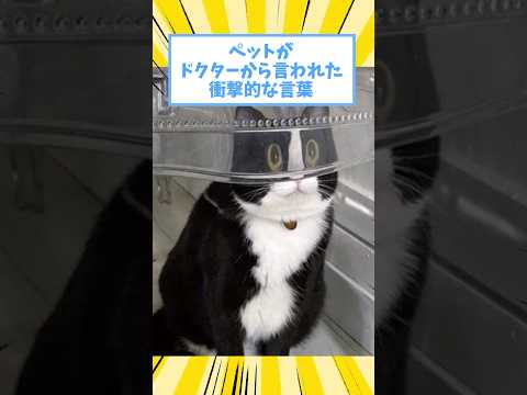 ペットがドクターから言われた衝撃的な言葉www #猫 #犬 #ペット #動物 #2ch #shorts