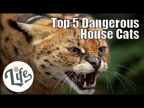 Top 5 Dangerous House Cats with Wild Heritages