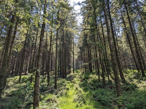 Today is a New Day - Woodland Stroll